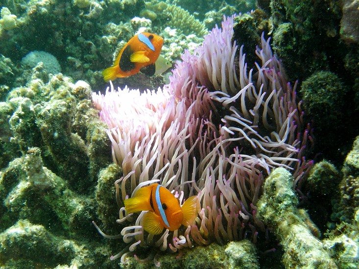03.13- Anemone et poissons clowns aux couleurs flashies.JPG